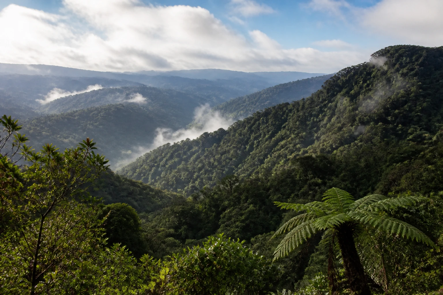 Representative nature destination view: Monteverde, Costa Rica; dense forest vegetation and layered terrain, not an exact landmark photograph.