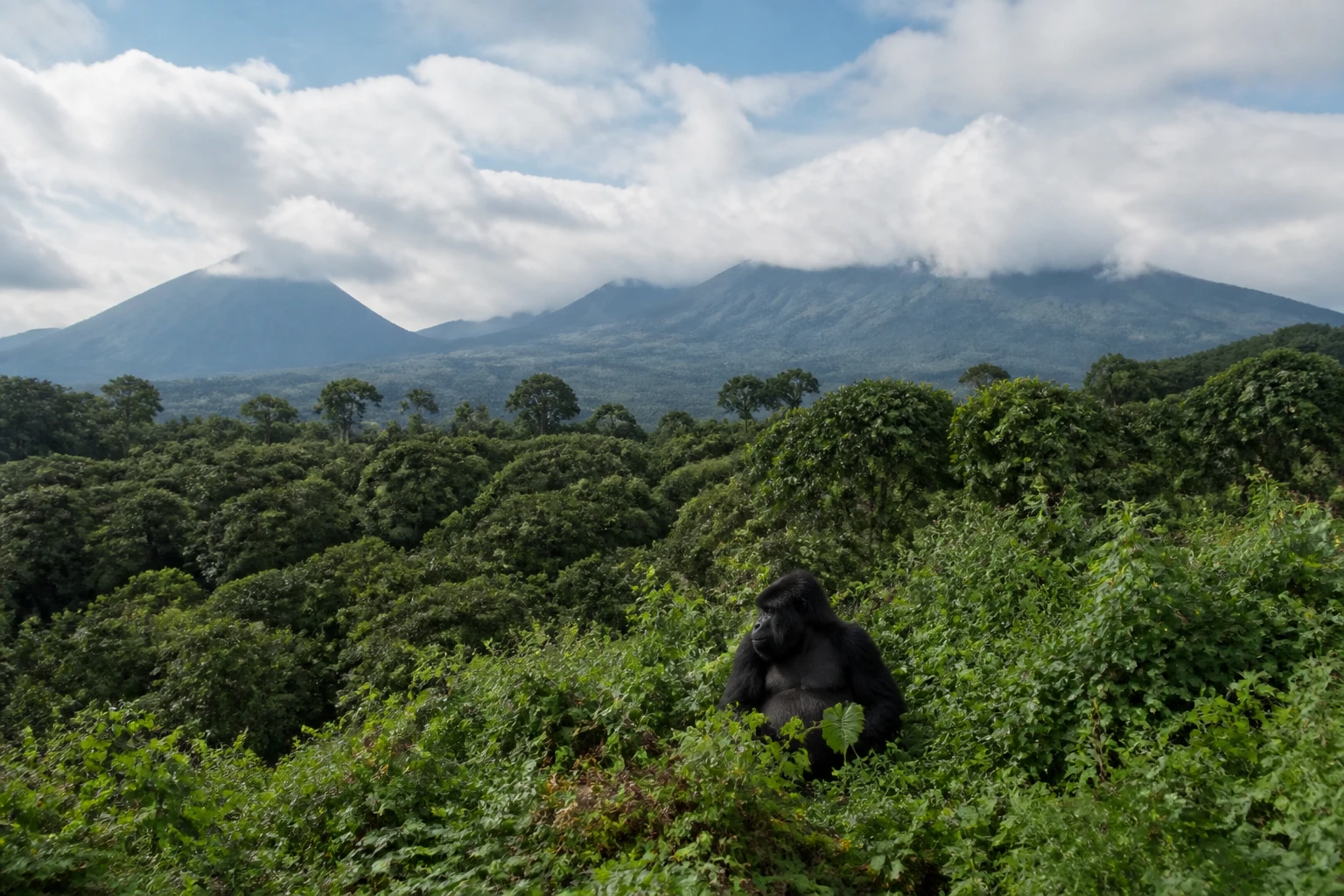 Representative nature destination view of Rwanda and Uganda Gorilla Trekking in Rwanda / Uganda, with regional wildlife habitat, native vegetation, and natural light; not an exact landmark photograph.