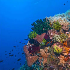 Colorful coral reef wall descending into clear blue ocean with small tropical fish.