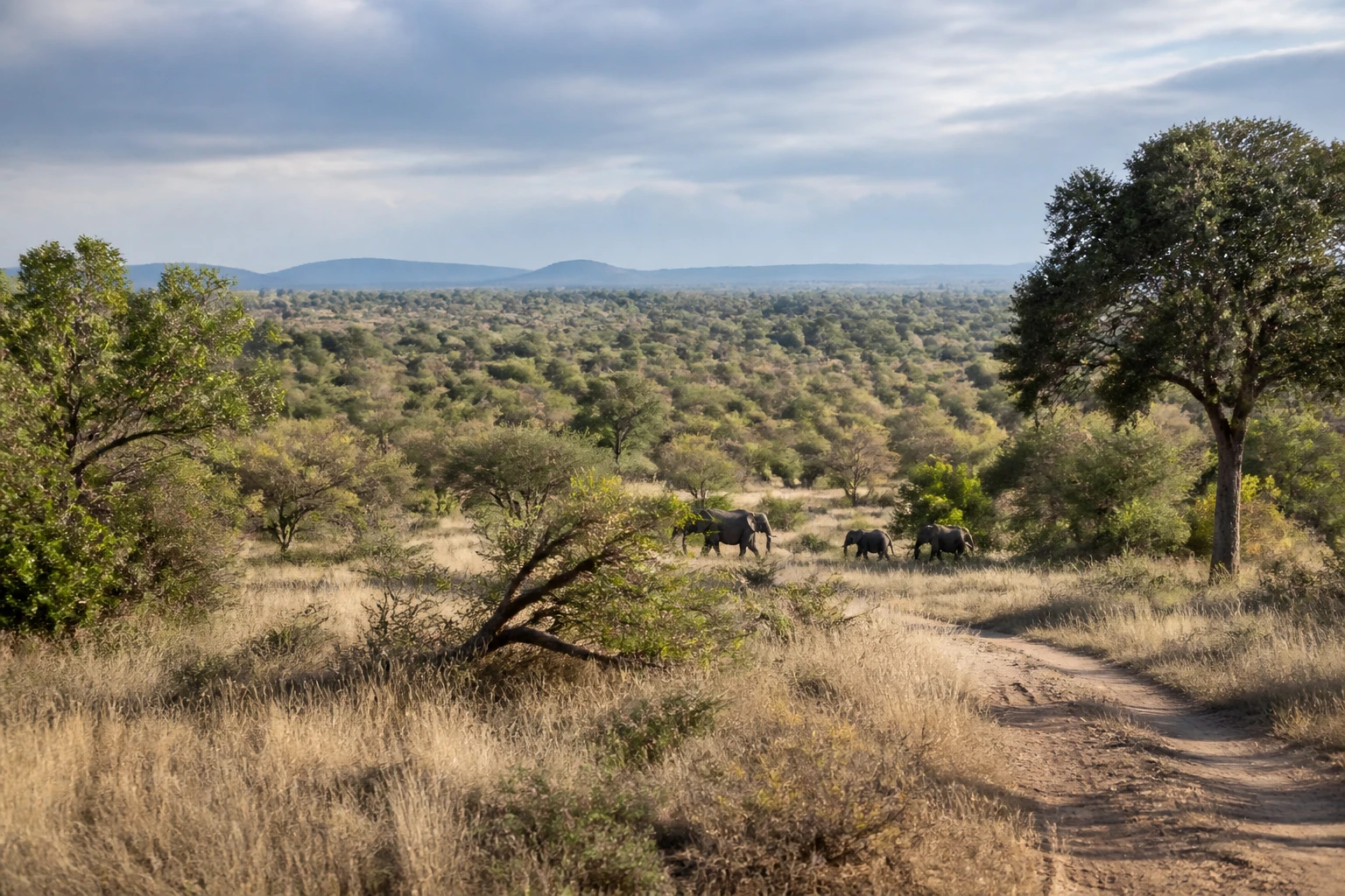 Representative national park destination view: Kruger National Park, South Africa; protected terrain and native vegetation, not an exact landmark photograph.