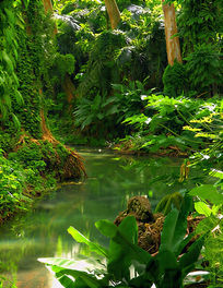 Dense tropical jungle surrounding a quiet green stream with lush foliage and tall trees.