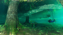 Scuba diver swimming through a submerged forest with tree trunks and green underwater light.