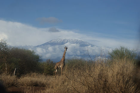giraffes beneath Mount Kilimanjaro in Amboseli, Kenya, a destination or experience featured on the East Africa Private Safari tour