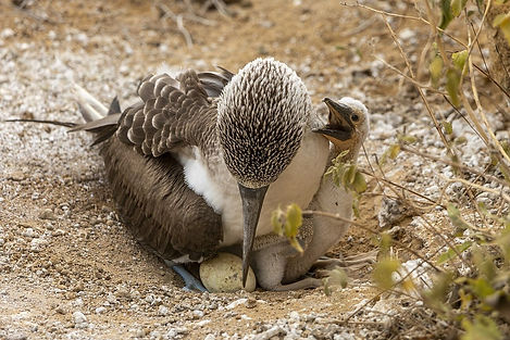 Blue-footed Booby, a destination or experience featured on the Independent Galapagos Cruise aboard the Galapagos Legend Globus tour