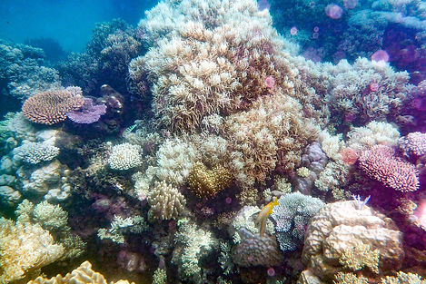 Great Barrier Reef, a destination or experience featured on the Australia's Culture & Coastlines Globus tour