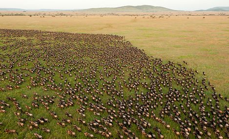 wildebeest crossing the Serengeti grasslands in Tanzania, a destination or experience featured on the East Africa Private Safari tour