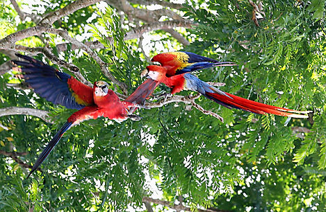a scarlet macaw in Costa Rica, a destination or experience featured on the Costa Rica: Coast to Coast tour