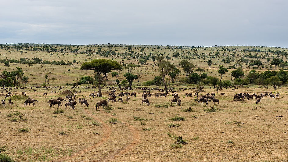 Sheldrick Elephant Orphanage, a destination or experience featured on the Kenya & Tanzania Safari Expedition Globus tour