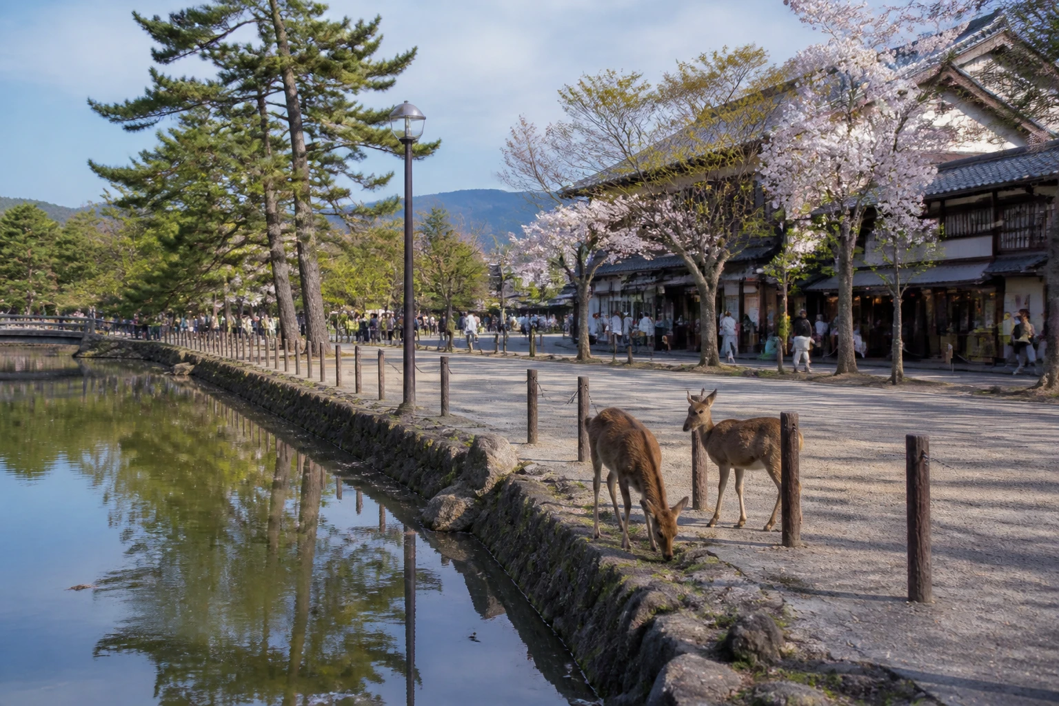 Representative historic city destination view: Nara, Japan; heritage-scale streetscape and regional architecture, not an exact landmark photograph.
