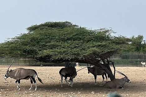 Wildlife on Sir Bani Yas Island, a destination or experience featured on the Jordan Escape and Iconic Arabia 7-Night Cruise Globus tour