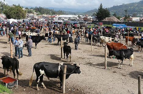 Otavalo Market, a destination or experience featured on the Ecuador: Natural Wonders and Ancient Cultures with Galapagos Cruise Globus tour