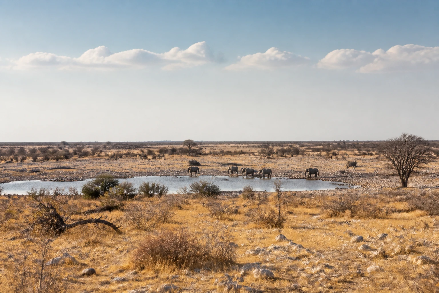 Representative national park destination view: Etosha National Park, Namibia; protected terrain and native vegetation, not an exact landmark photograph.