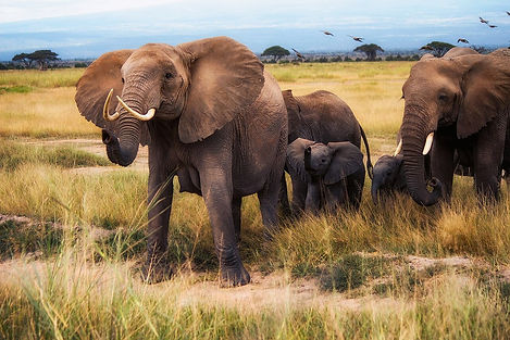 Amboseli Elephants and Kilimanjaro, a destination or experience featured on the East Africa Private Safari Globus tour