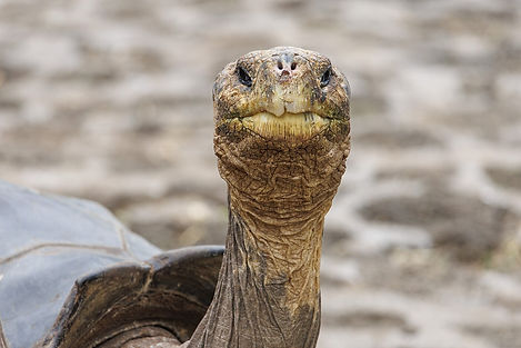 Galapagos Giant Tortoise, a destination or experience featured on the Ecuador: Natural Wonders and Ancient Cultures with Galapagos Cruise Globus tour