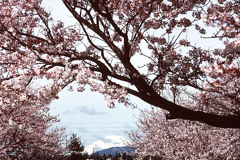 Mount Fuji and Cherry Blossoms, a destination or experience featured on the Visions of Japan with Hiroshima Globus tour