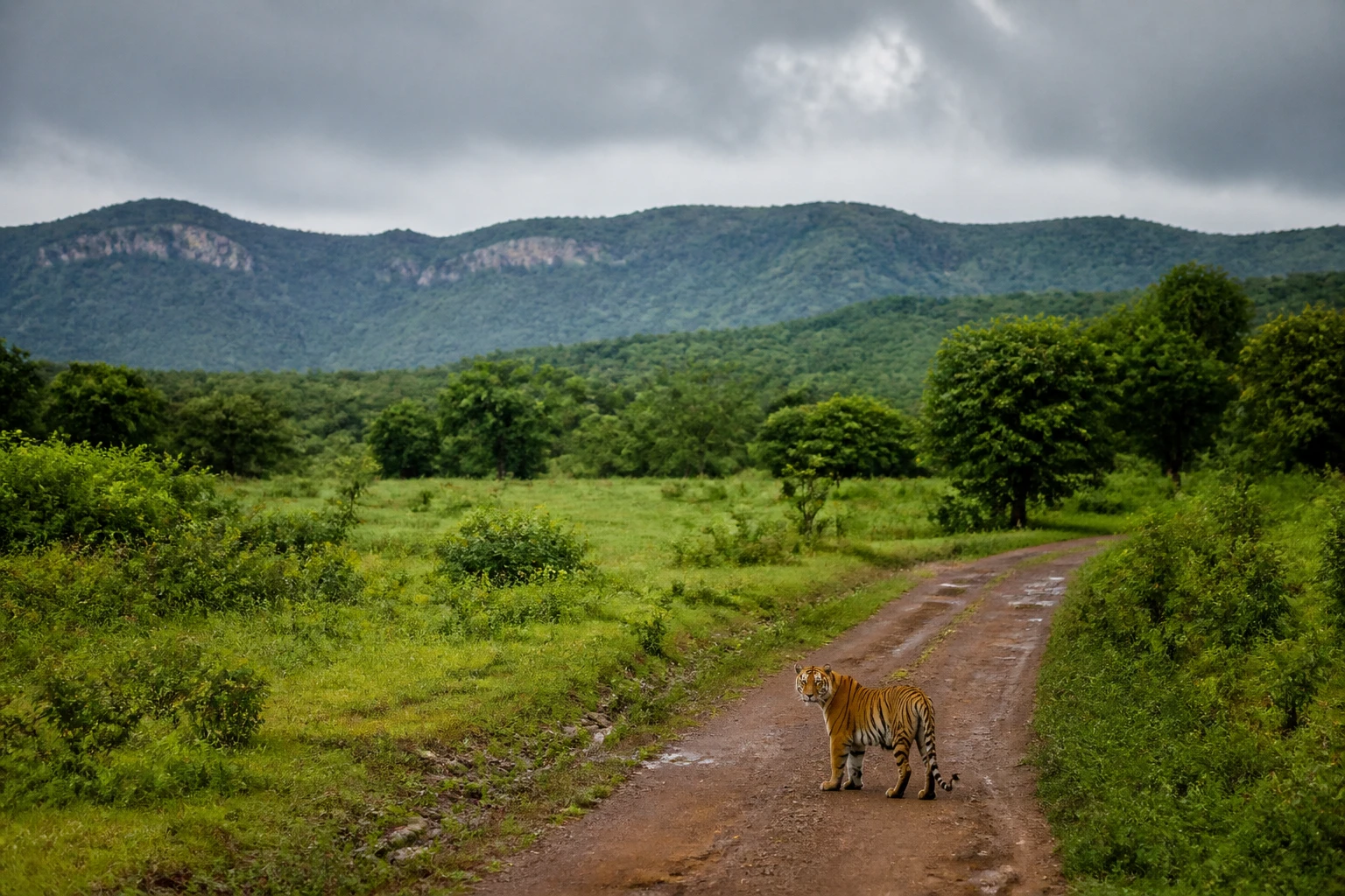 Representative national park destination view: Ranthambore National Park, India; protected terrain and native vegetation, not an exact landmark photograph.