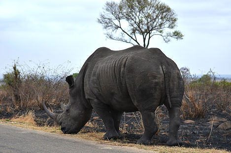 a rhinoceros in Kruger National Park, South Africa, a destination or experience featured on the Splendors of South Africa and Victoria Falls with Chobe National Park tour