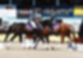 Quadrille.jpg