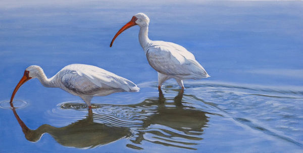 McLaughlin Charleston White Ibis