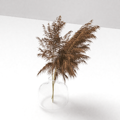 Pampa grass em vaso de vidro