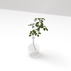 Plantinha em vaso redondo de vidro