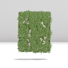 Muro verde com orquídeas brancas