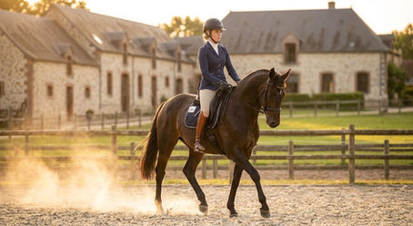 Dressage équitation : les bases incontournables pour progresser avec son cheval