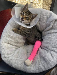 Rescue cats at QT Community Cats awaiting adoption in Queenstown