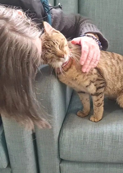 Volunteer at Cat Rescue