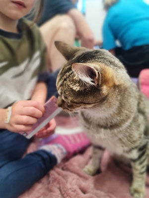 Volunteer caring for rescue cats at QT Community Cats in Queenstown