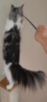 462544121_1821823188352693_4833029165500527287_n