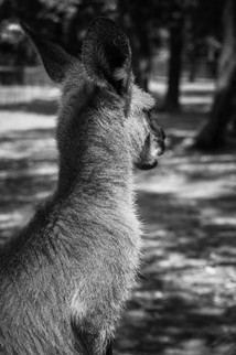 Jeune Kangourou au Lone Pine Sanctuary