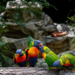 La Beauté de la Faune