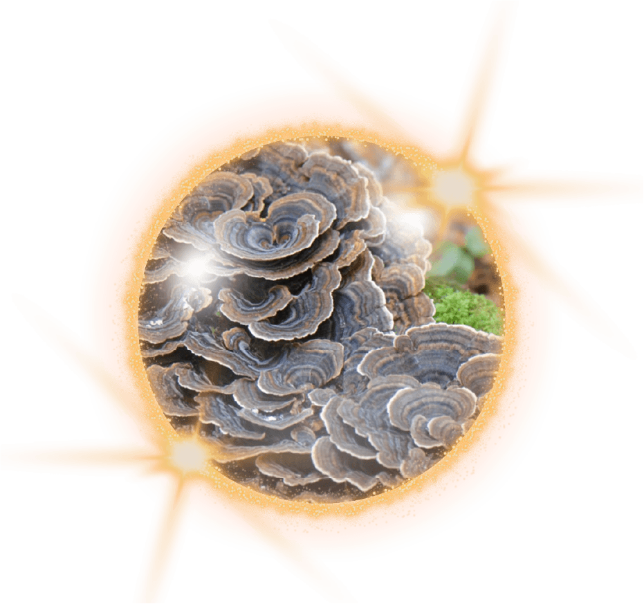 雲芝