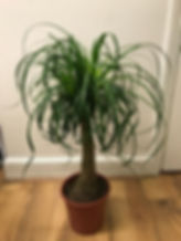 big plant 7.jpeg