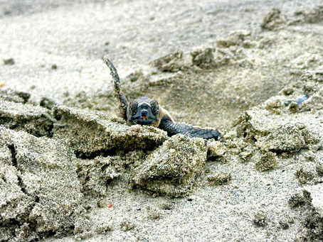 Inventories of IOP Nests 9 and 11 August 4