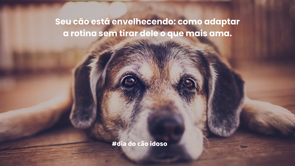 cão idoso deitado no chão, cansado