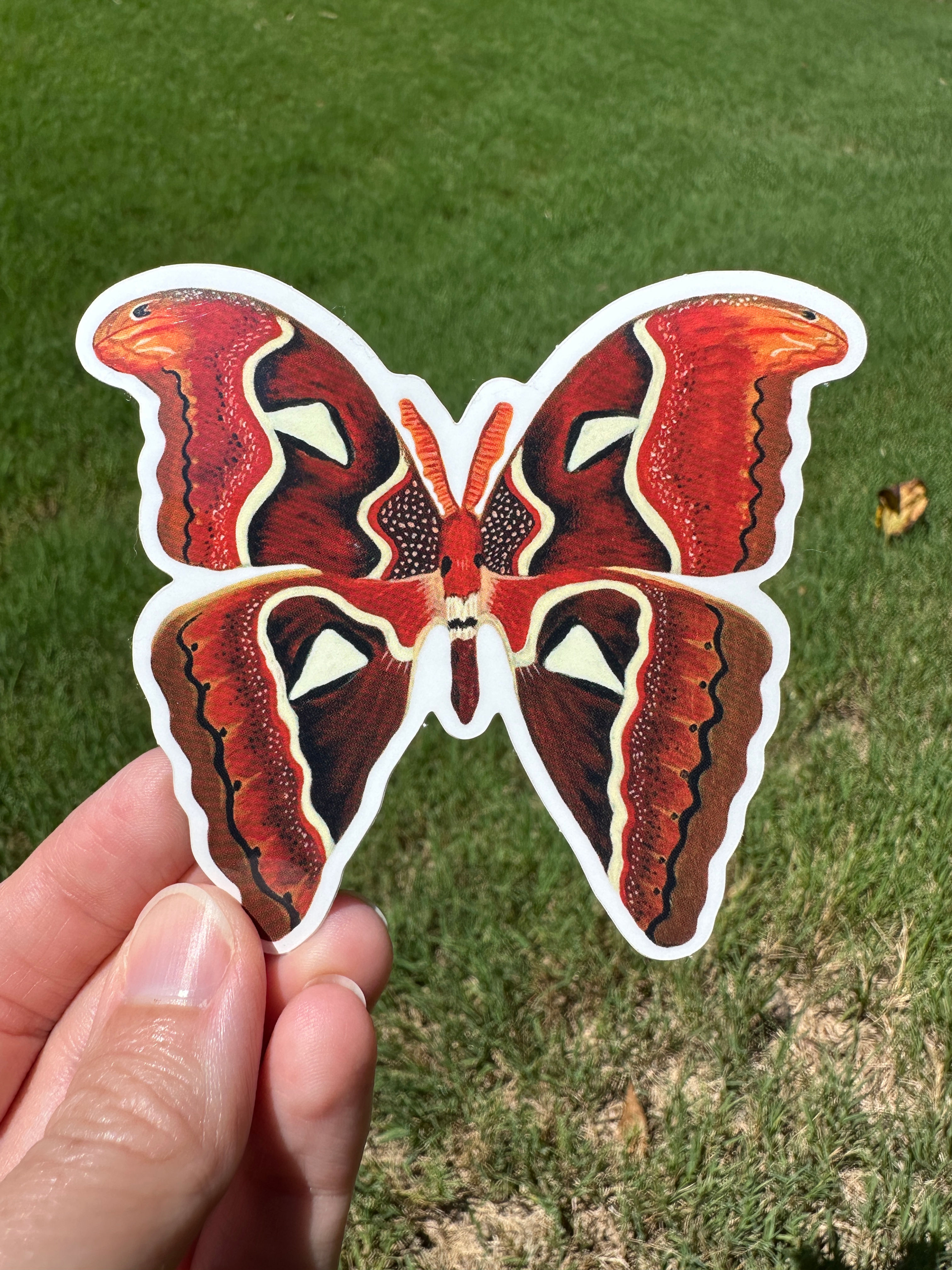 Atlas Moth Vinyl Sticker