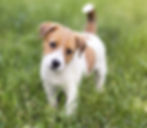 犬の霊園