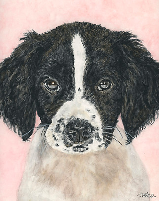 Grace black and white and brown dog by jules gissler