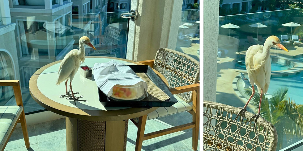 A white bird stands on a balcony near a table with a covered fruit tray, overlooking a hotel pool with umbrellas and lounging chairs.