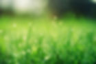 Lawn Care Grass