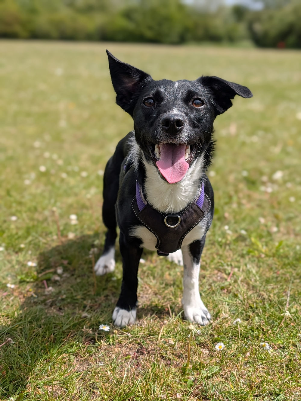 Jack Russell open mouthed on a solo walk