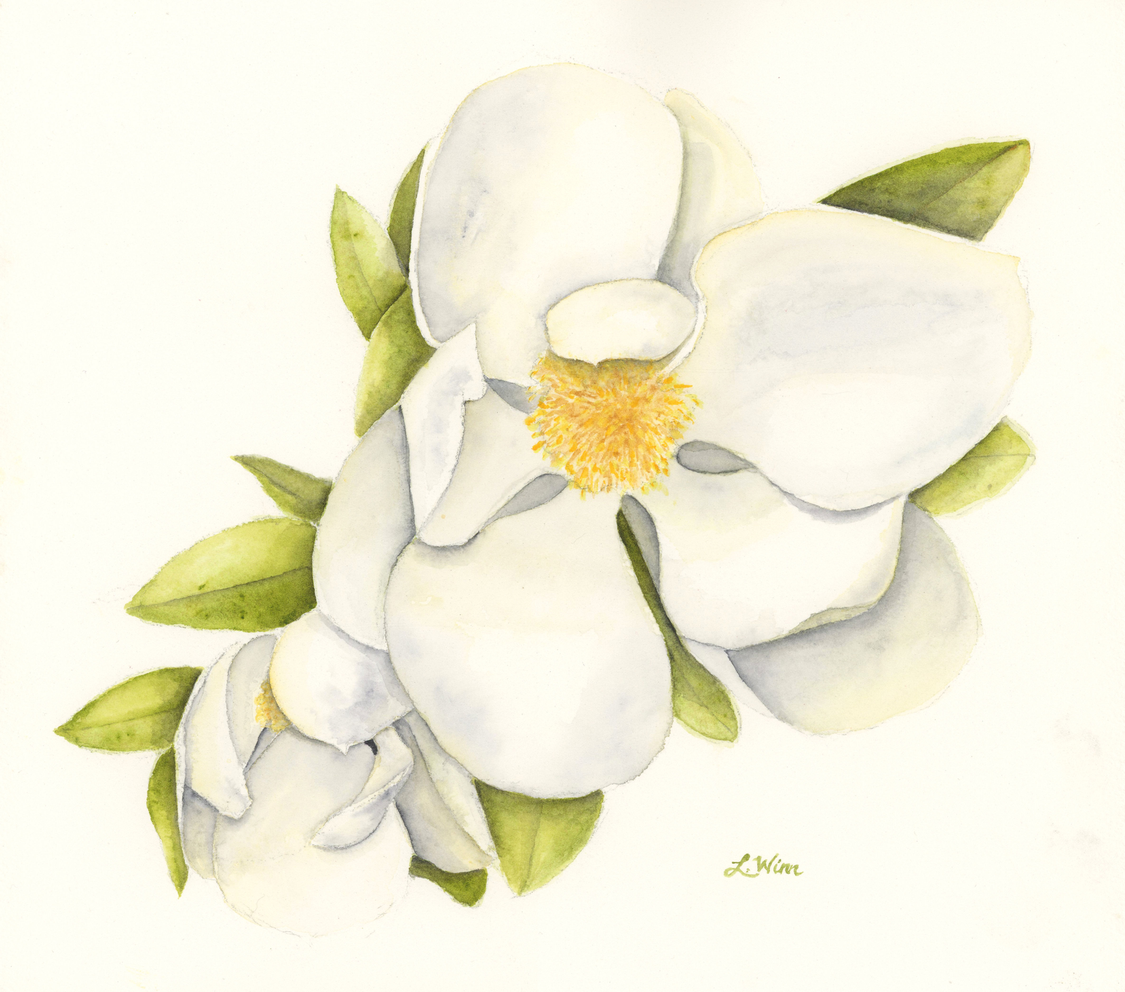 Magnolia