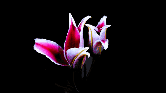 F600B5E9-1D78-4757-B037-FA82F6322238.GIF