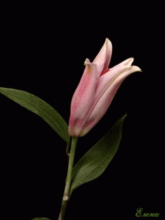 8006C63D-AD99-416B-B67C-14E9504C2913.GIF