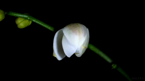 066E0EB1-AFE3-4F18-AD7B-D4481CD26E3B.GIF