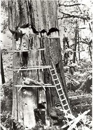 Loggers on platforms felling a giant old-growth tree with ladder.