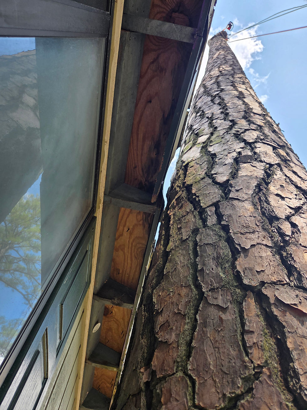 Pine tree grown inches from roof