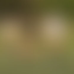 3 FIERCE Teams End HTX Cup With 0 Goals Conceded